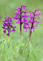 Anacamptis morio